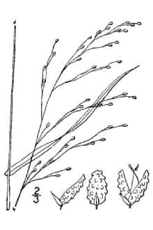 Warty Panicgrass