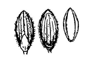 <i>Panicum ensifolium</i> Baldw. ex Elliott var. curtifolium (Nash) Lelong