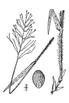<i>Panicum nitidum</i> Lam. var. villosum A. Gray