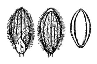 <i>Dichanthelium lanuginosum</i> (Elliott) Gould var. villosissimum (Nash) Gould