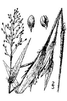 <i>Panicum villosissimum</i> Nash var. scoparioides (Ashe) Fernald