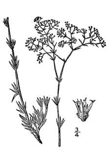 <i>Paronychia jamesii</i> Torr. & A. Gray var. hirsuta Chaudhri