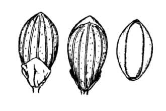 <i>Panicum commonsianum</i> Ashe var. euchlamydeum (Shinners) Pohl