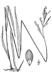 <i>Panicum strictum</i> Pursh var. perlongum (Nash) Farw.