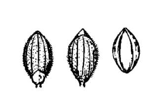 <i>Panicum acuminatum</i> Sw. var. wrightianum (Scribn.) C.F. Reed