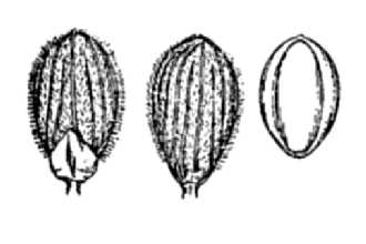 <i>Panicum xalapense</i> Kunth
