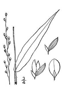 <i>Panicum xanthophysum</i> A. Gray