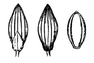 <i>Dichanthelium caerulescens</i> (Hack. ex Hitchc.) Correll