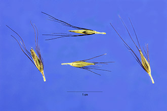 <i>Panicum alopecuroides</i> L.
