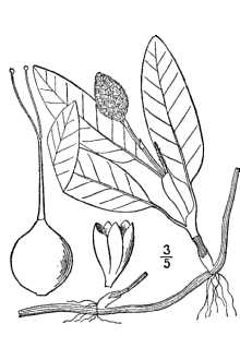 <i>Persicaria amphibia</i> (L.) Gray p.p.
