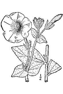 <i>Petunia violacea</i> auct. non Juss.