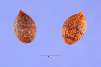 <i>Persea littoralis</i> Small