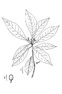 <i>Persea littoralis</i> Small