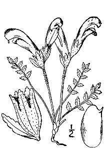 <i>Pedicularis nelsonii</i> R. Br.