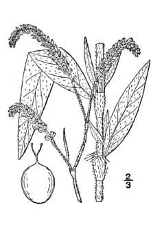 <i>Persicaria careyi</i> (Olney) Greene