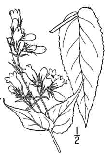 <i>Penstemon laevigatus</i> Aiton ssp. calycosus (Small) Benn.