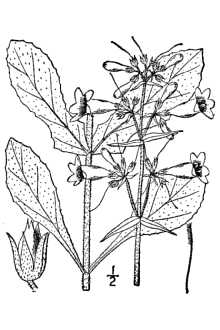<i>Penstemon canescens</i> (Britton) Britton var. brittoniorum (Pennell) Pennell