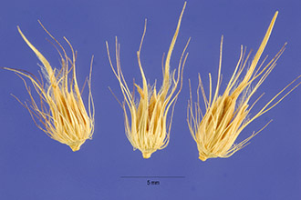 <i>Pennisetum ciliare</i> (L.) Link var. ciliare