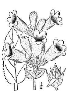 <i>Penstemon cobaea</i> Nutt. ssp. purpureus (Pennell) Pennell
