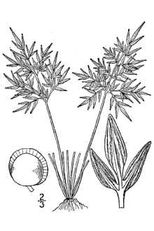 <i>Cheilanthes siliquosa</i> Maxon