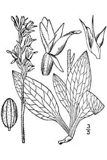 <i>Goodyera oblongifolia</i> Raf. var. reticulata B. Boivin