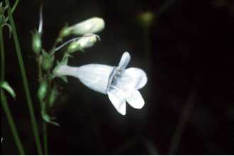 <i>Penstemon laevigatus</i> Aiton var. angulatus Benn.