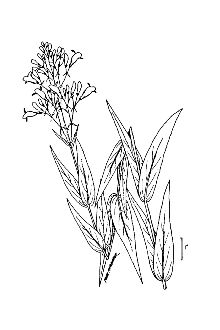 <i>Penstemon laevigatus</i> Aiton var. angulatus Benn.