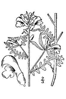 <i>Pedicularis euphrasioides</i> Stephan ex Willd.
