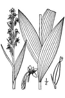 <i>Habenaria flava</i> (L.) R. Br.
