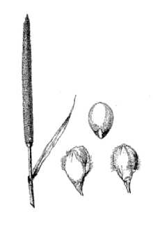 <i>Pennisetum americanum</i> (L.) Leeke