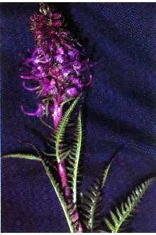 <i>Pedicularis groenlandica</i> Retz. ssp. surrecta (Benth.) Piper