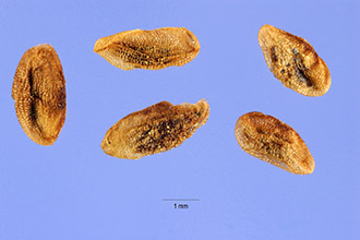 <i>Elephantella groenlandica</i> (Retz.) Rydb.