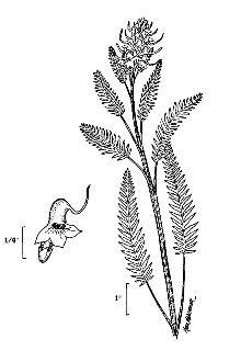 <i>Pedicularis groenlandica</i> Retz. var. surrecta (Benth.) A. Gray