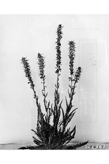 <i>Pedicularis groenlandica</i> Retz. var. surrecta (Benth.) A. Gray