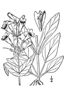 <i>Penstemon hirsutus</i> (L.) Willd. var. minimus Benn.