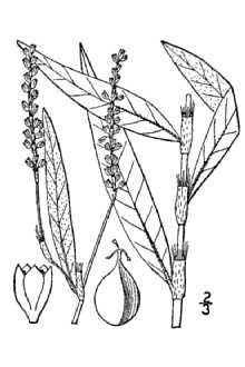 <i>Polygonum persicarioides</i> Kunth