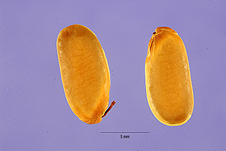 <i>Peltophorum pterocarpa</i> (DC.) Backer ex K. Heyne, orth. var.