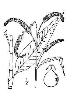 <i>Polygonum lapathifolium</i> L. var. salicifolium Sibth.