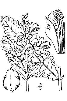 <i>Pedicularis auriculata</i> Sm.