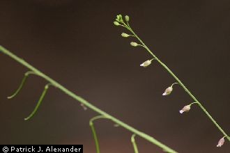 <i>Streptanthus longifolius</i> Benth.