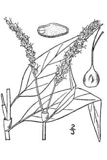 <i>Persicaria pensylvanica</i> (L.) Small