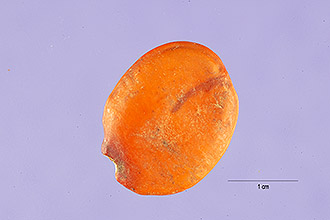 <i>Pericopsis mooniana</i> Thw.