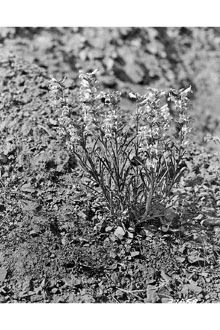 <i>Penstemon ×hybridus</i> hort. ex Groenl. & Rümpler, nom. inval.