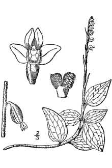 <i>Goodyera ophioides</i> (Fernald) Rydb.