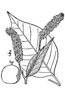 <i>Persicaria orientalis</i> (L.) Assenov