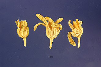 <i>Petunia parviflora</i> Juss.