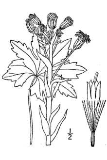 <i>Petasites palmatus</i> (Aiton) A. Gray