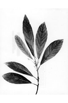 <i>Persea borbonia</i> (L.) Spreng. var. pubescens (Pursh) Little