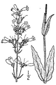 <i>Penstemon arkansanus</i> Pennell var. pubescens Pennell
