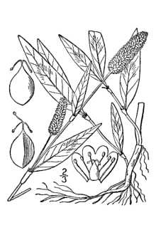 <i>Persicaria persicaria</i> (L.) Small, nom. inval.